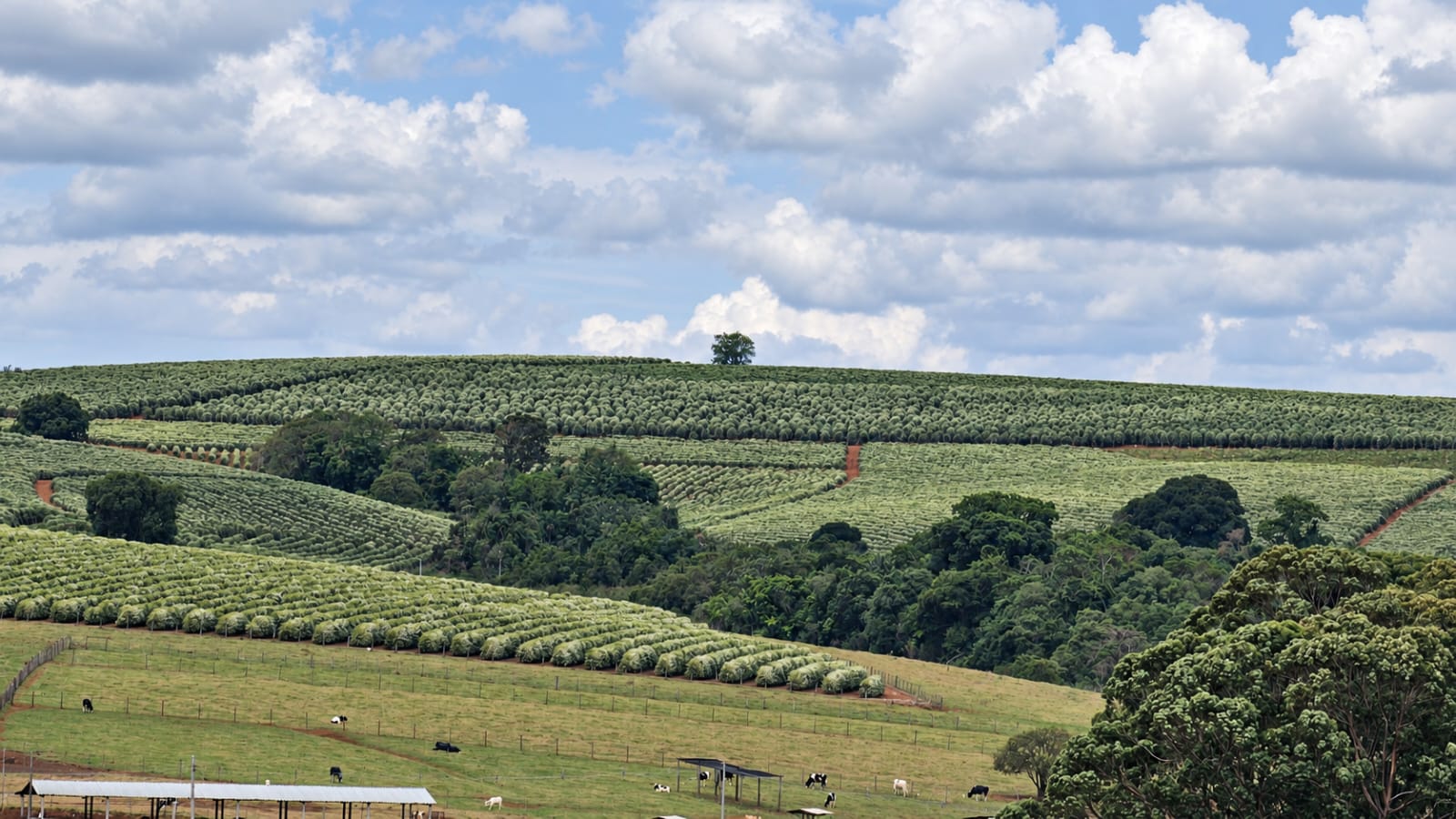 Vista real da Fazenda Jambeiro em Monte Santo de Minas